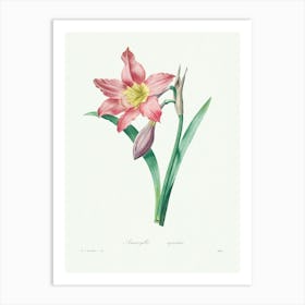 Amaryllis Equestre, Pierre Joseph Redoute Art Print