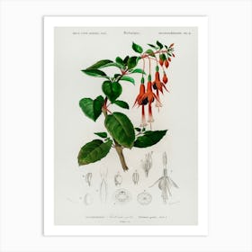Hummingbird Fuchsia (Fuchsia Gracilis), Charles Dessalines D' Orbigny Art Print