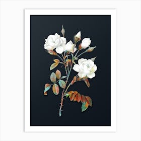 Vintage White Rose Botanical Watercolor Illustration on Dark Teal Blue n.0560 Art Print