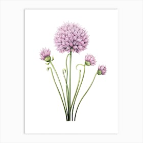 Chives Vintage Botanical Herbs 0 Art Print