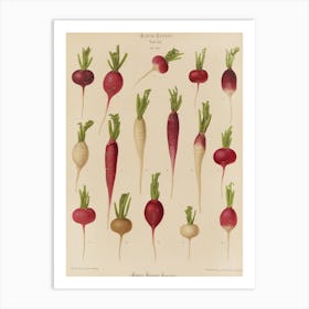 Beets 1 Art Print