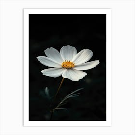 White Cosmos Flower 3 Art Print