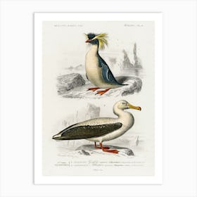 Different Types Of Birds, Charles Dessalines D'Orbigny 19 Art Print