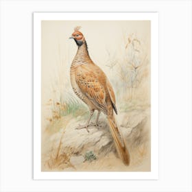 Vintage Bird Drawing Pheasant 3 Art Print