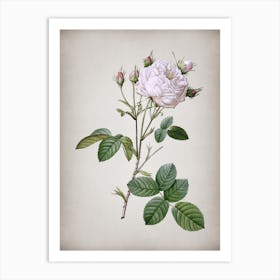 Vintage White Provence Rose Botanical on Parchment n.0279 Art Print
