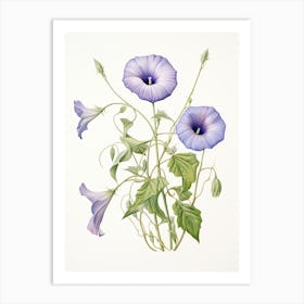 Morning Glories Flower Vintage Botanical 3 Art Print