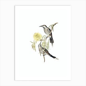Vintage Western Wattlebird Honeyeater Bird Illustration on Pure White n.0401 Art Print