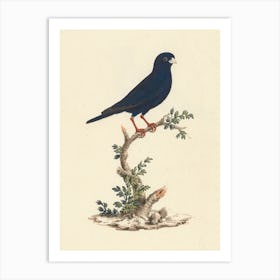 Village Indigobird, Luigi Balugani Art Print