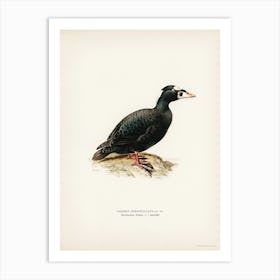 Surf Scoter Male, The Von Wright Brothers Art Print