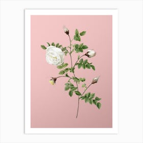 Vintage Silver Flowered Hispid Rose Botanical on Soft Pink n.0669 Art Print