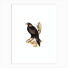 Vintage Wedge Tailed Eagle Bird Illustration on Pure White Art Print