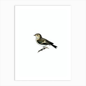 Vintage Pied Flycatcher Bird Illustration on Pure White 1 Art Print