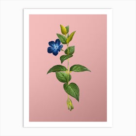 Vintage Greater Periwinkle Flower Botanical on Soft Pink n.0914 Art Print