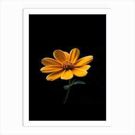 Single Yellow Flower On Black Background 9 Art Print