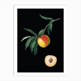Vintage Peach Botanical Illustration on Solid Black n.0857 Art Print