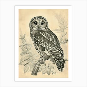 Spotted Owl Vintage Illustration 2 Art Print