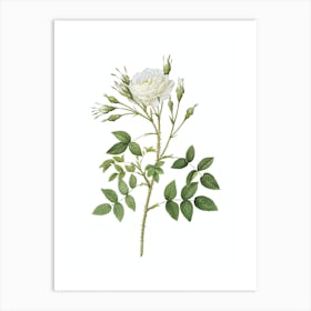 Vintage White Rose of Rosenberg Botanical Illustration on Pure White n.0666 Art Print