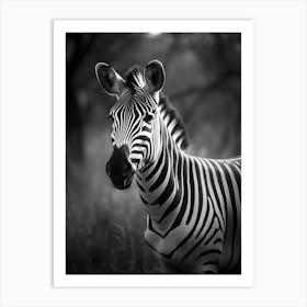 Zebra in the Nature Art Print