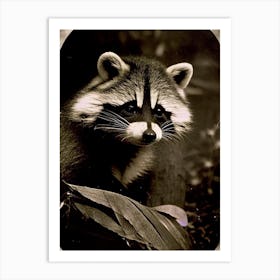 Honduran Raccoon Vintage Photography Art Print