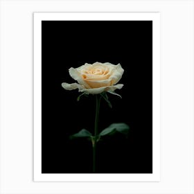 White Rose On Black Background 4 Art Print