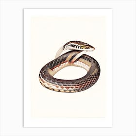 Banded Krait Snake Vintage Art Print
