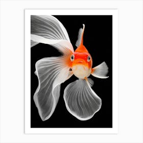 Goldfish Art Print