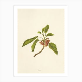 Pomegranate 1 Art Print