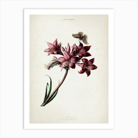 Vintage Denisse 1 Lilium Rosaea Art Print