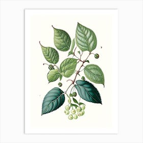 Snowberry Leaf Vintage Botanical 5 Art Print