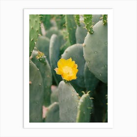 New Mexico Cactus II on Film Art Print