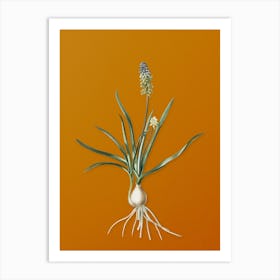 Vintage Muscari Ambrosiacum Botanical on Sunset Orange n.0919 Art Print