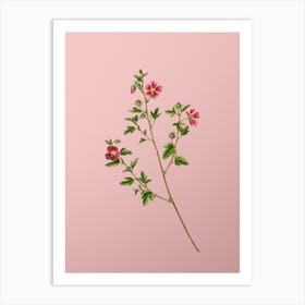 Vintage Cape African Queen Botanical on Soft Pink n.0049 Art Print