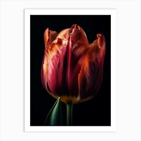 Tulip 1 Art Print