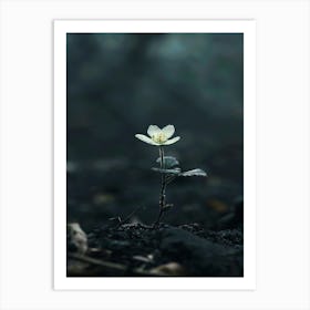 Single Flower In The Dark 60 Art Print