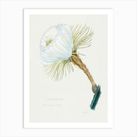 Snake Cactus Flower, Familie Der Cacteen Art Print