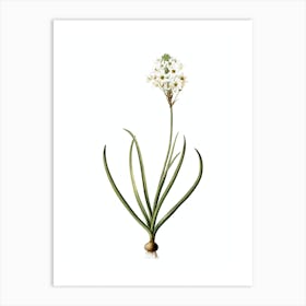 Vintage Arabian Starflower Botanical Illustration on Pure White Art Print