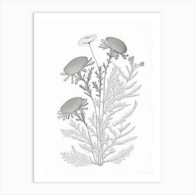 Camomile Herb William Morris Inspired Line Drawing 1 Art Print