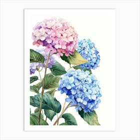 Hydrangeas 1 Art Print