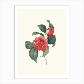 Antique Vintage Flower Illustration - Red Camelia Art Print