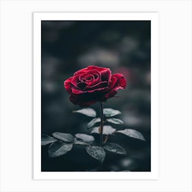 Red Rose 49 Art Print