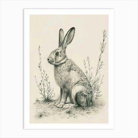Florida White Rabbit Drawing 2 Art Print