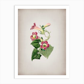 Vintage Blushing Lophospermum Flower Botanical on Parchment n.0366 Art Print