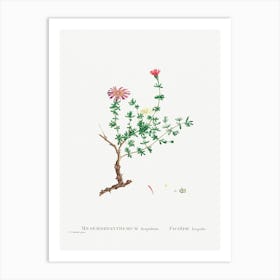 Mesembryanthemum Hispidum, Pierre Joseph Redoute Art Print