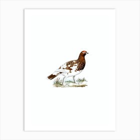 Vintage Willow Ptarmigan Bird Illustration on Pure White n.0088 Art Print