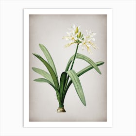 Vintage Pancratium Illyricum Botanical on Parchment n.0161 Art Print