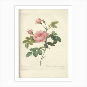 Rose Illustration, Pierre Joseph Redoute (2) 1 Art Print