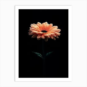 Gerbera Daisy 8 Art Print