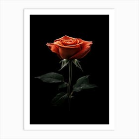 Orange Rose On Black Background 21 Art Print