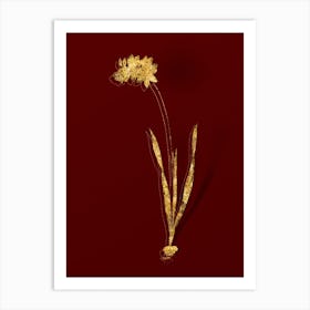 Vintage Ixia Filiformis Botanical in Gold on Red n.0419 Art Print