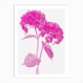 Hot Pink Hydrangea 3 Art Print